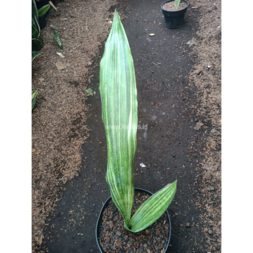 Sansevieria Guineensis, real gallery image #2 plants. Picture taken directly from kaktus.id community Sansevieria farmer green houses.
