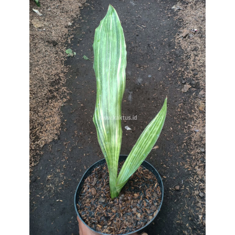 838. Sansevieria Guineensis
