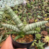 Sansevieria Boncel, real gallery image #2 plants. Picture taken directly from kaktus.id community Sansevieria farmer green houses.