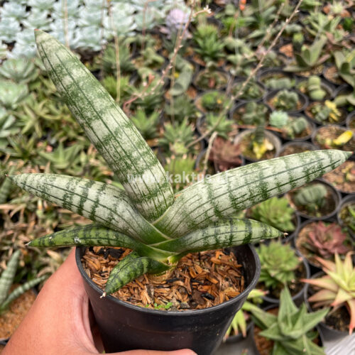 Sansevieria Boncel, real gallery image #2 plants. Picture taken directly from kaktus.id community Sansevieria farmer green houses.