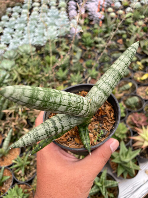 Sansevieria Boncel, real gallery image #1 plants. Picture taken directly from kaktus.id community Sansevieria farmer green houses.