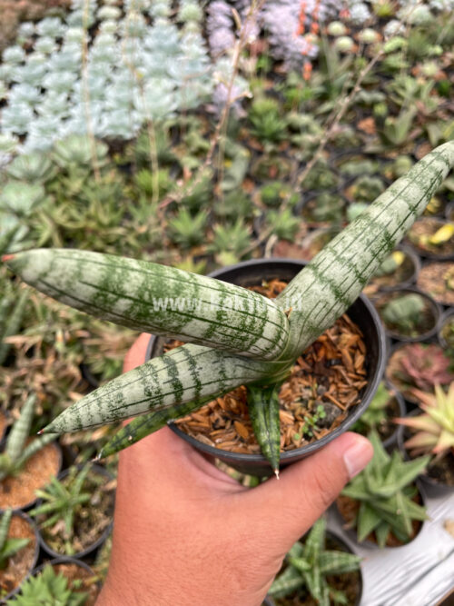 Sansevieria Boncel, real gallery image #6 plants. Picture taken directly from kaktus.id community Sansevieria farmer green houses.