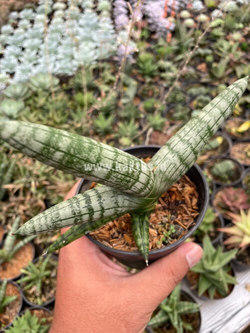 Sansevieria Boncel, real gallery image #5 plants. Picture taken directly from kaktus.id community Sansevieria farmer green houses.