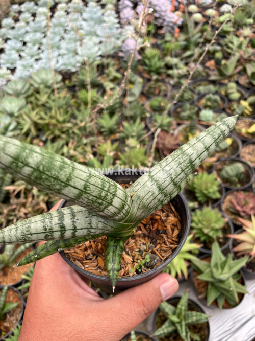 Sansevieria Boncel, real gallery image #4 plants. Picture taken directly from kaktus.id community Sansevieria farmer green houses.