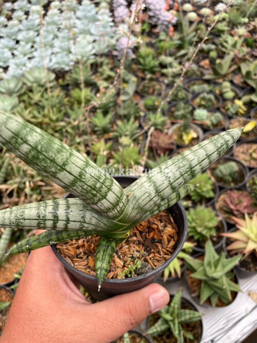 Sansevieria Boncel, real gallery image #3 plants. Picture taken directly from kaktus.id community Sansevieria farmer green houses.
