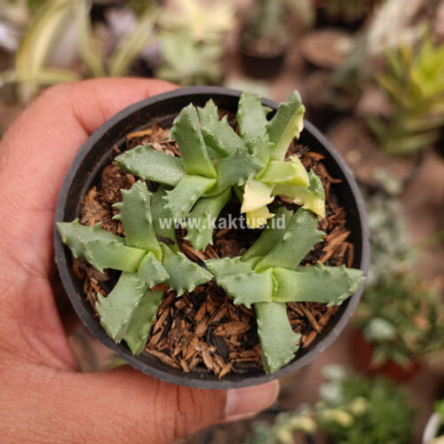 Stomatium Mustellinum Variegated, real gallery image #4 plants. Picture taken directly from kaktus.id community Stomatium farmer green houses.