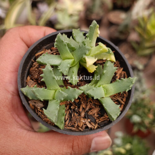 Stomatium Mustellinum Variegated, real gallery image #3 plants. Picture taken directly from kaktus.id community Stomatium farmer green houses.