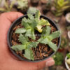 Stomatium Mustellinum Variegated, real gallery image #2 plants. Picture taken directly from kaktus.id community Stomatium farmer green houses.