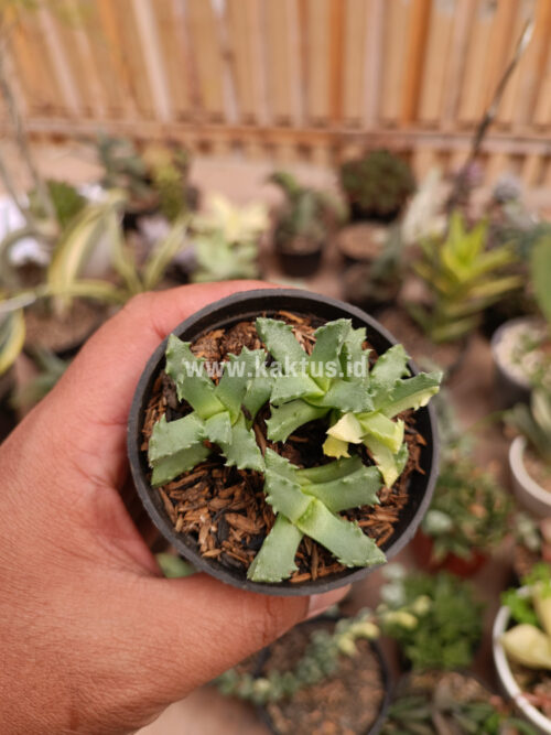 Stomatium Mustellinum Variegated, real gallery image #1 plants. Picture taken directly from kaktus.id community Stomatium farmer green houses.