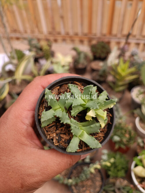 Stomatium Mustellinum Variegated, real gallery image #5 plants. Picture taken directly from kaktus.id community Stomatium farmer green houses.