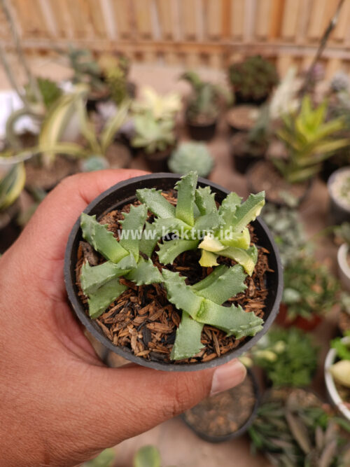 Stomatium Mustellinum Variegated, real gallery image #6 plants. Picture taken directly from kaktus.id community Stomatium farmer green houses.