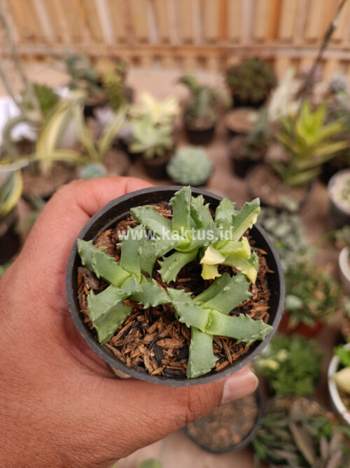 Stomatium Mustellinum Variegated, real gallery image #7 plants. Picture taken directly from kaktus.id community Stomatium farmer green houses.