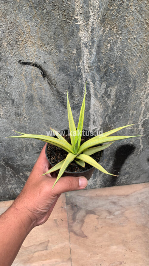 Sansevieria Uganda, real gallery image #32 plants. Picture taken directly from kaktus.id community Sansevieria farmer green houses.