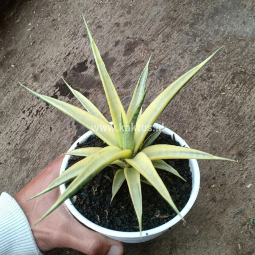 Sansevieria Uganda, real gallery image #7 plants. Picture taken directly from kaktus.id community Sansevieria farmer green houses.