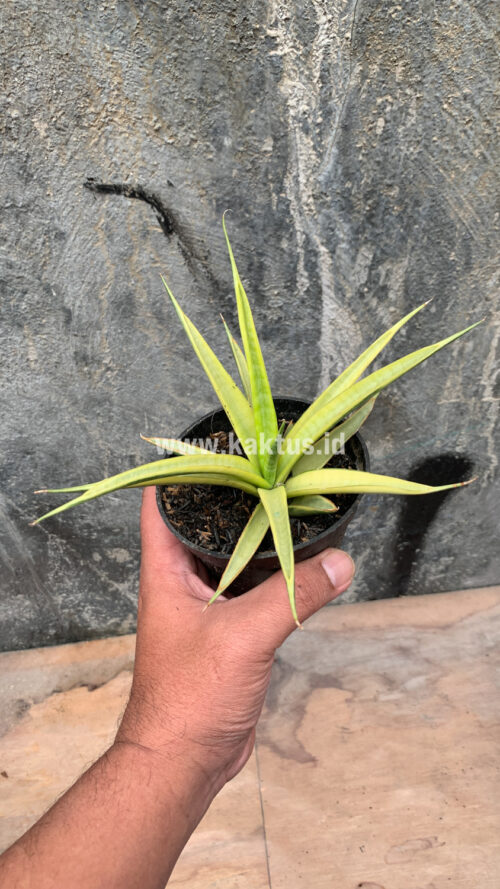 Sansevieria Uganda, real gallery image #21 plants. Picture taken directly from kaktus.id community Sansevieria farmer green houses.