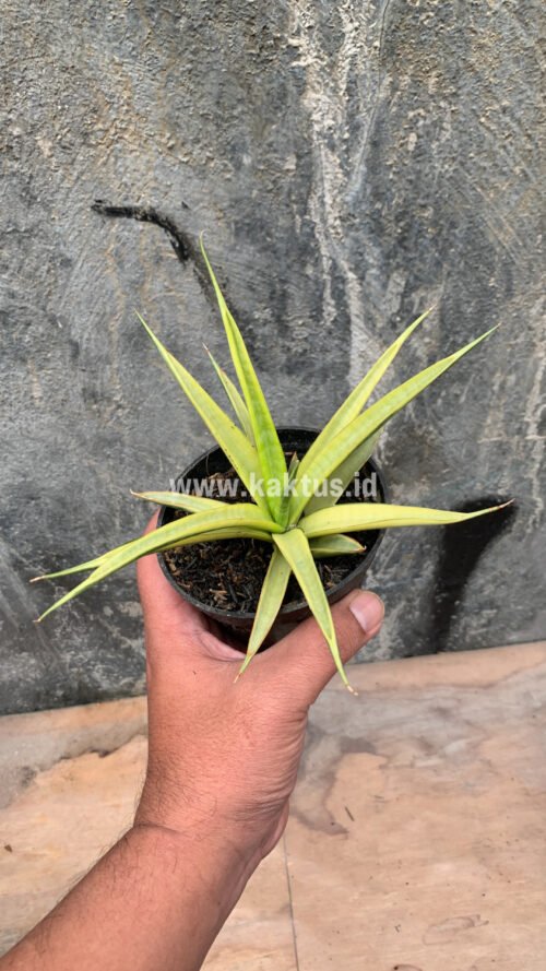 Sansevieria Uganda, real gallery image #19 plants. Picture taken directly from kaktus.id community Sansevieria farmer green houses.