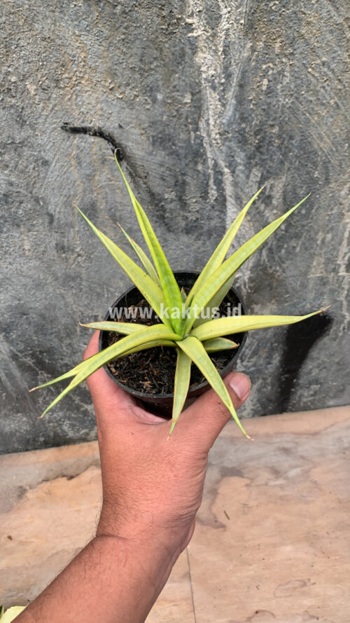 Sansevieria Uganda, real gallery image #18 plants. Picture taken directly from kaktus.id community Sansevieria farmer green houses.