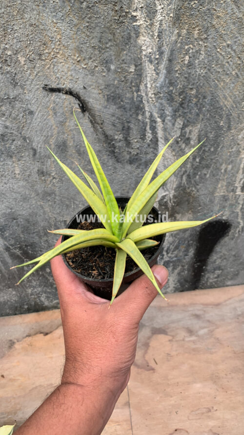 Sansevieria Uganda, real gallery image #16 plants. Picture taken directly from kaktus.id community Sansevieria farmer green houses.