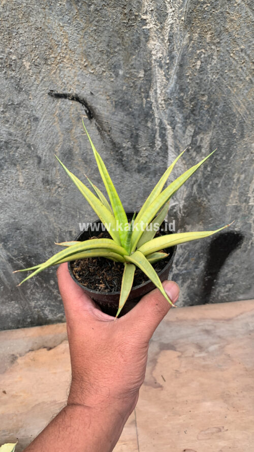 Sansevieria Uganda, real gallery image #15 plants. Picture taken directly from kaktus.id community Sansevieria farmer green houses.