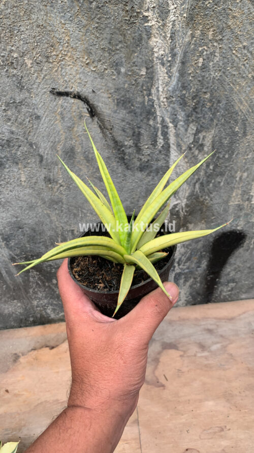 Sansevieria Uganda, real gallery image #14 plants. Picture taken directly from kaktus.id community Sansevieria farmer green houses.