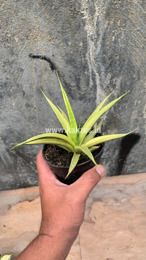 Sansevieria Uganda, real gallery image #8 plants. Picture taken directly from kaktus.id community Sansevieria farmer green houses.
