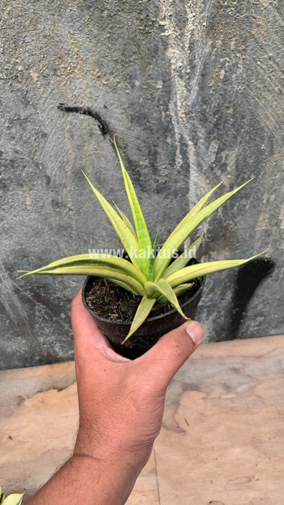 kaktus.id