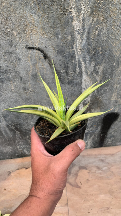Sansevieria Uganda, real gallery image #12 plants. Picture taken directly from kaktus.id community Sansevieria farmer green houses.