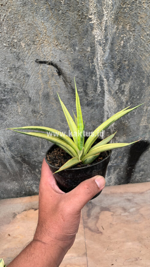 Sansevieria Uganda, real gallery image #11 plants. Picture taken directly from kaktus.id community Sansevieria farmer green houses.