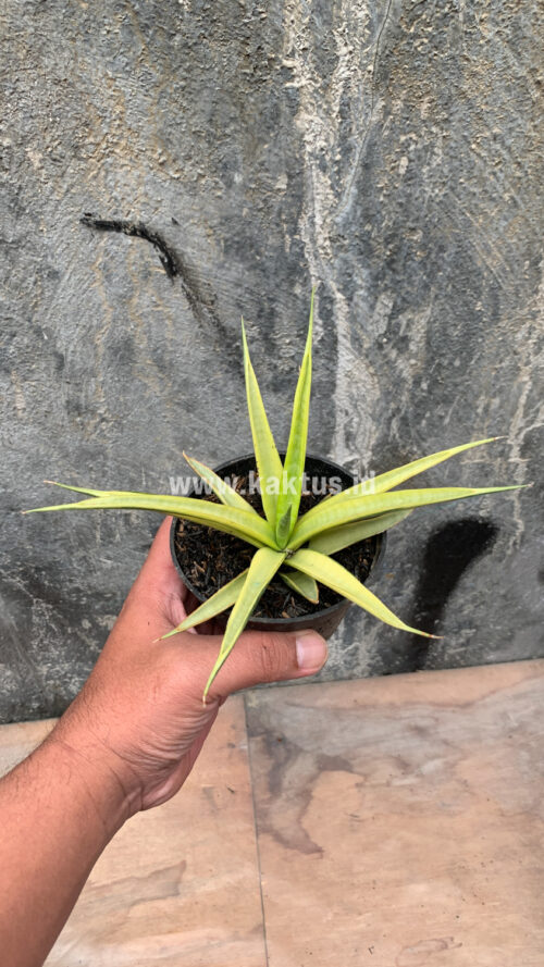 Sansevieria Uganda, real gallery image #31 plants. Picture taken directly from kaktus.id community Sansevieria farmer green houses.