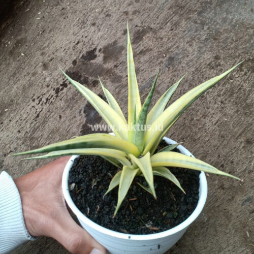 Sansevieria Uganda, real gallery image #1 plants. Picture taken directly from kaktus.id community Sansevieria farmer green houses.