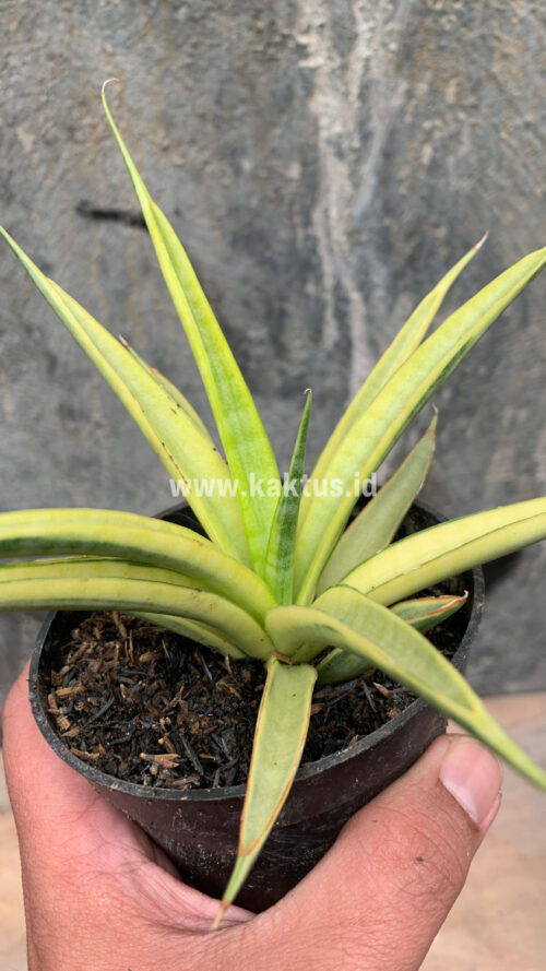 Sansevieria Uganda, real gallery image #30 plants. Picture taken directly from kaktus.id community Sansevieria farmer green houses.