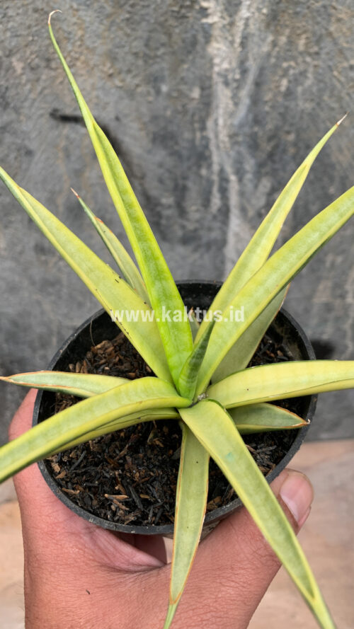 Sansevieria Uganda, real gallery image #28 plants. Picture taken directly from kaktus.id community Sansevieria farmer green houses.