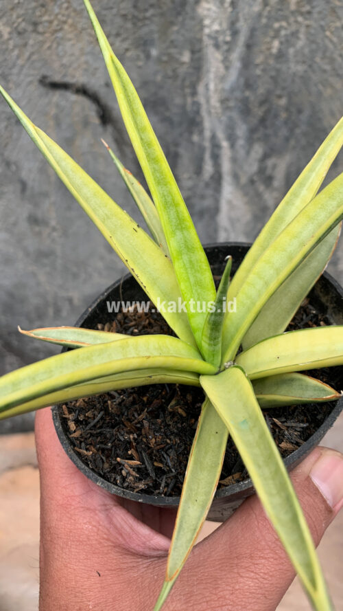 Sansevieria Uganda, real gallery image #25 plants. Picture taken directly from kaktus.id community Sansevieria farmer green houses.