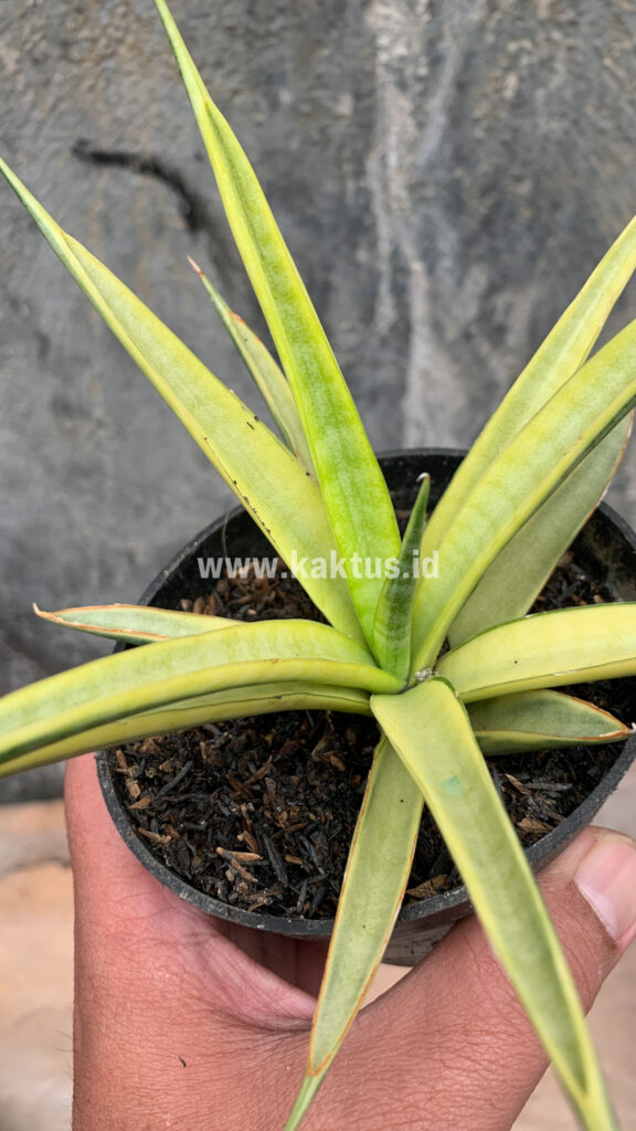 kaktus.id