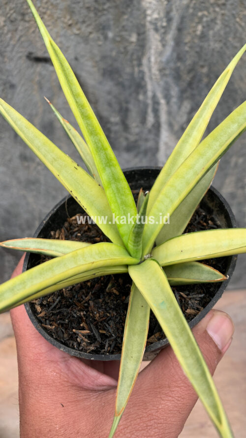 Sansevieria Uganda, real gallery image #6 plants. Picture taken directly from kaktus.id community Sansevieria farmer green houses.