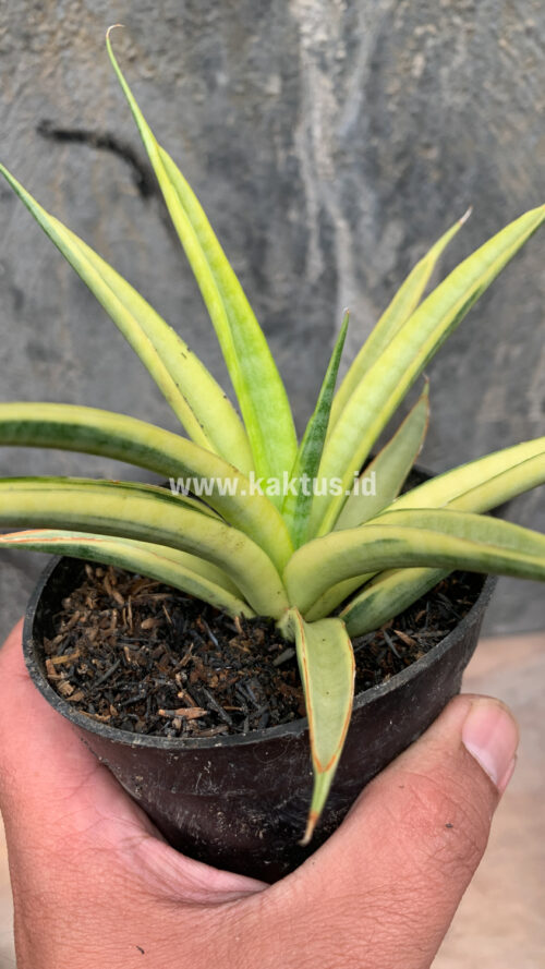 Sansevieria Uganda, real gallery image #17 plants. Picture taken directly from kaktus.id community Sansevieria farmer green houses.