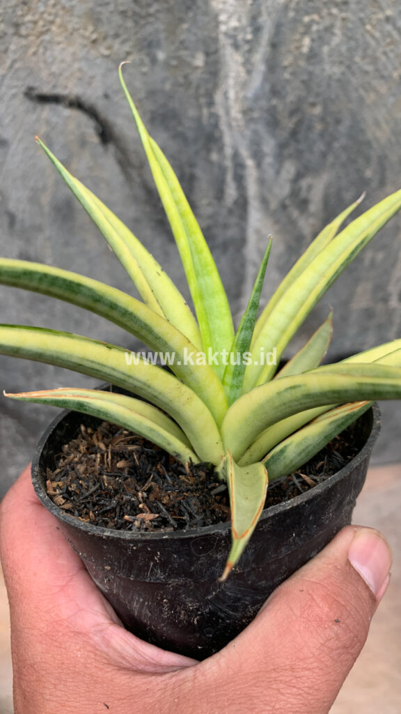 kaktus.id