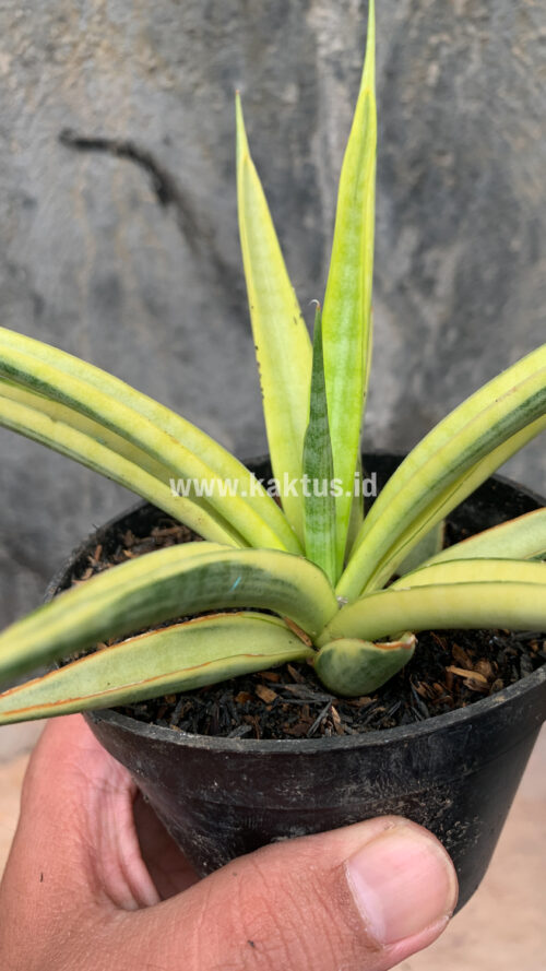 Sansevieria Uganda, real gallery image #10 plants. Picture taken directly from kaktus.id community Sansevieria farmer green houses.