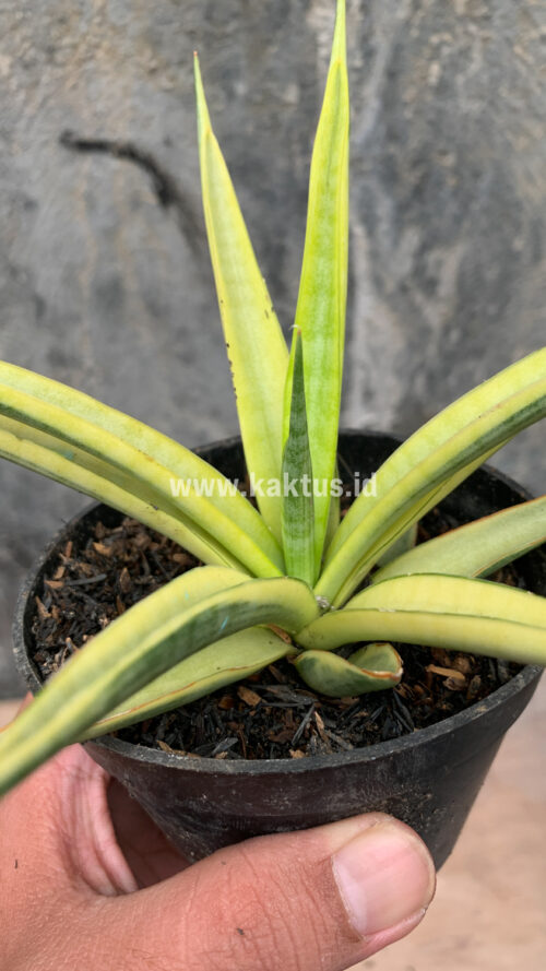 Sansevieria Uganda, real gallery image #20 plants. Picture taken directly from kaktus.id community Sansevieria farmer green houses.