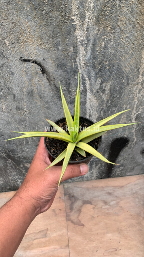 Sansevieria Uganda, real gallery image #29 plants. Picture taken directly from kaktus.id community Sansevieria farmer green houses.