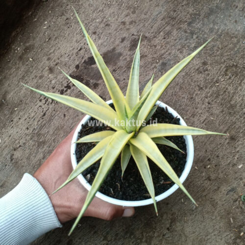 Sansevieria Uganda, real gallery image #9 plants. Picture taken directly from kaktus.id community Sansevieria farmer green houses.