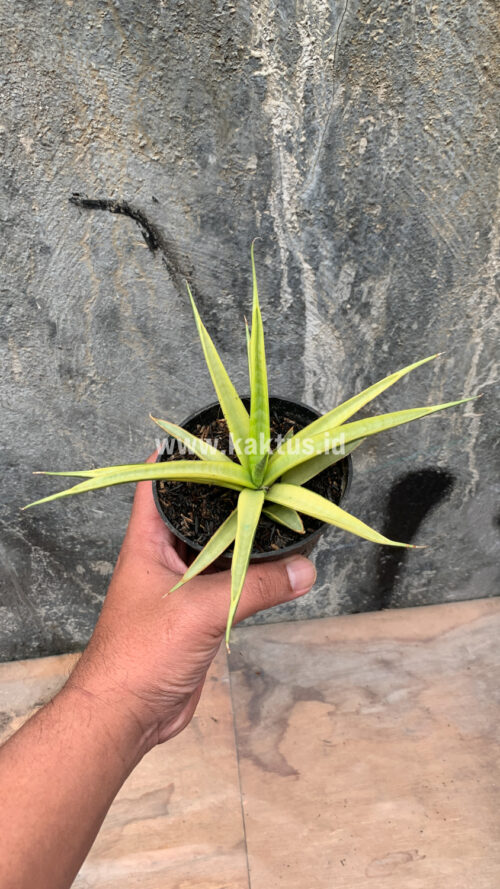 Sansevieria Uganda, real gallery image #27 plants. Picture taken directly from kaktus.id community Sansevieria farmer green houses.