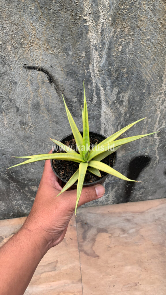 kaktus.id