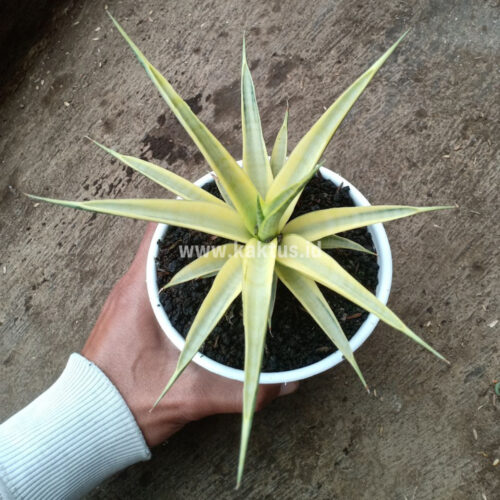 Sansevieria Uganda, real gallery image #3 plants. Picture taken directly from kaktus.id community Sansevieria farmer green houses.