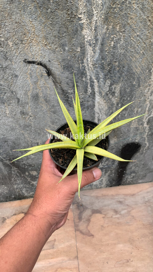Sansevieria Uganda, real gallery image #26 plants. Picture taken directly from kaktus.id community Sansevieria farmer green houses.