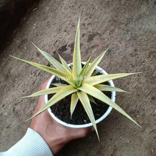 Sansevieria Uganda, real gallery image #5 plants. Picture taken directly from kaktus.id community Sansevieria farmer green houses.