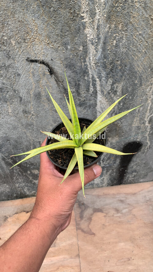 Sansevieria Uganda, real gallery image #24 plants. Picture taken directly from kaktus.id community Sansevieria farmer green houses.