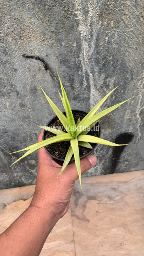 Sansevieria Uganda, real gallery image #23 plants. Picture taken directly from kaktus.id community Sansevieria farmer green houses.