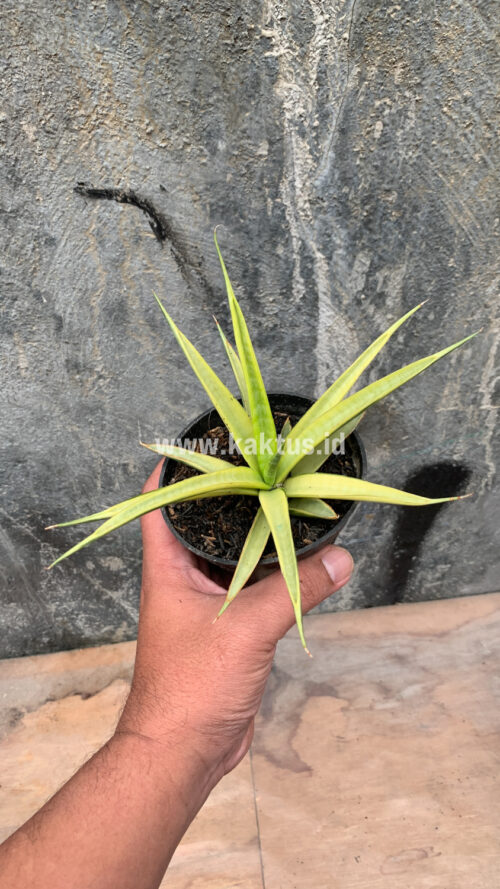 Sansevieria Uganda, real gallery image #4 plants. Picture taken directly from kaktus.id community Sansevieria farmer green houses.