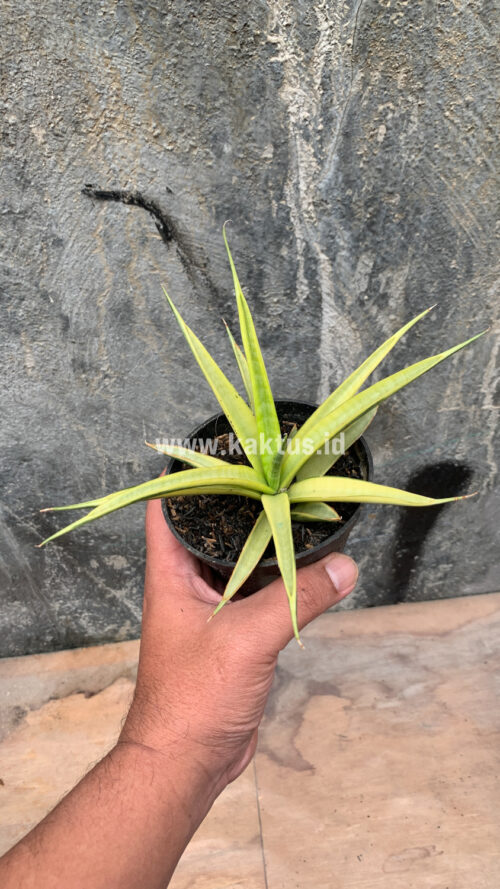 Sansevieria Uganda, real gallery image #22 plants. Picture taken directly from kaktus.id community Sansevieria farmer green houses.